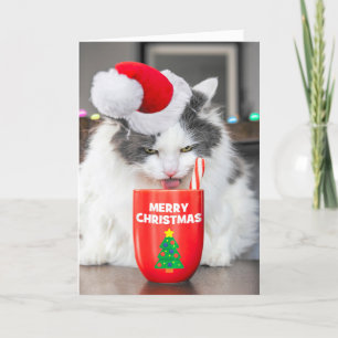 Cartão De Festividades Feliz Natal Para Qualquer Gato De Bebendo Quente D