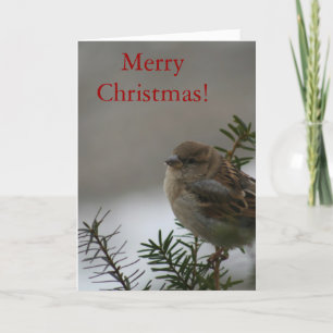 Cartão De Festividades Feliz Natal Sparrow! com Escritura