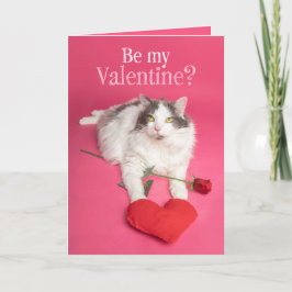 Cartão De Festividades Feliz Valentine Day Gato Bonito Com Coração