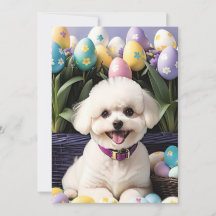 Felz pascoa Bichon Frise