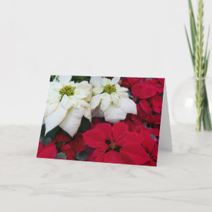 Cartão De Festividades Férias de Natal White e Red Poinsettias II