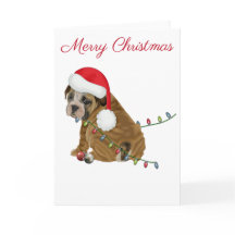Filhote de Bulldog Inglês Natal