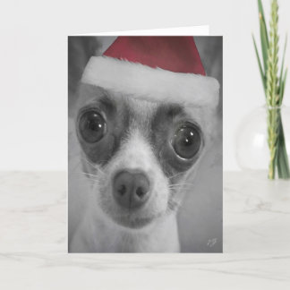 Cartão De Festividades Filhote de cachorro engraçado da chihuahua do