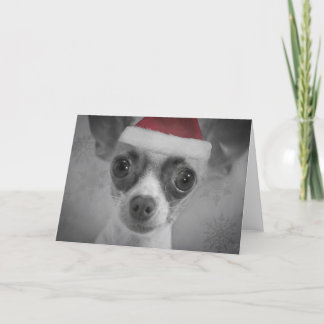 Cartão De Festividades Filhote de cachorro engraçado da chihuahua do