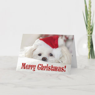Cartão De Festividades Filhote de cachorro maltês branco fofinho e fofo e