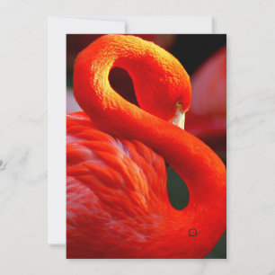 Cartão De Festividades flamingo