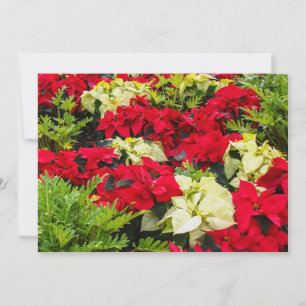 Cartão De Festividades Flor de Natal vermelha Poinsettia