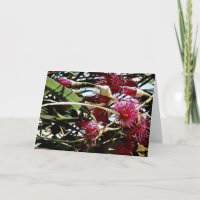 flor vermelha de eucalipto