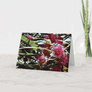 Cartão De Festividades flor vermelha de eucalipto