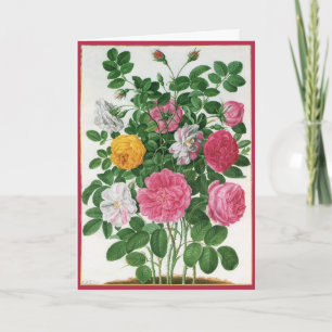 Cartão De Festividades Flores Antigas em Flor, Rosas de Jardim da Primave