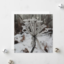 Floresta de inverno em plantas na floresta