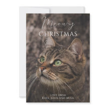 Foto de gato de Natal