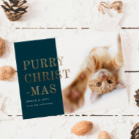 Foto de Gato Puro de Natal Dourado Profundo