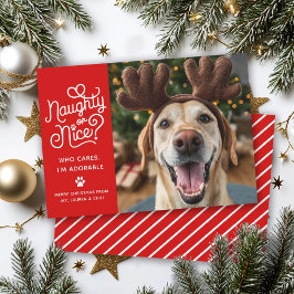 Cartão De Festividades Foto engraçada de cachorro ou gato fofo e safado