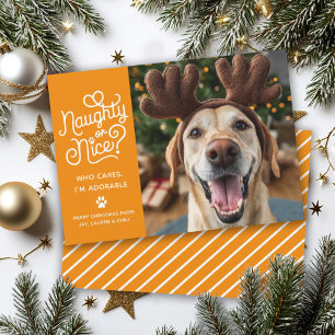 Cartão De Festividades Foto engraçada de cachorro ou gato fofo e safado