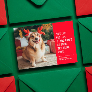 Cartão De Festividades Foto engraçada de Natal de animais