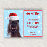 Foto obrigatória engraçada personalizada de cavalo