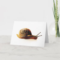 Fotografia da Natureza de Caracol de Jardim