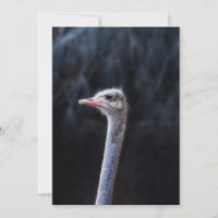 Fotografia de Avestruz