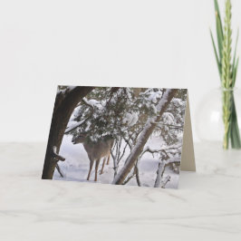 Cartão De Festividades Fotografia de Veado nos Bosques - Saudação ou Nota