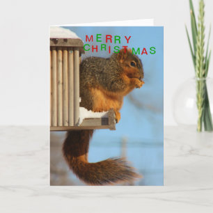 Cartão De Festividades Fox Tail Squirrel close up