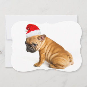Cartão De Festividades French bulldog puppy wearing a Santa Claus hat