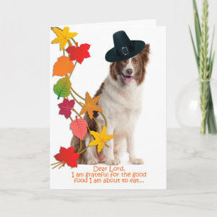 Cartão De Festividades Funny Border Collie Thanksgiving Card