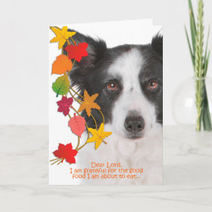 Cartão De Festividades Funny Border Collie Thanksgiving Card