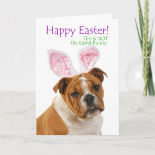 Cartão De Festividades Funny Bulldog Easter Card