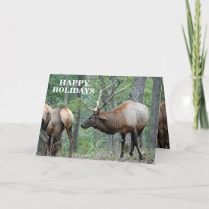 Cartão De Festividades Funny Happy Holidays Bull Elk In Rut