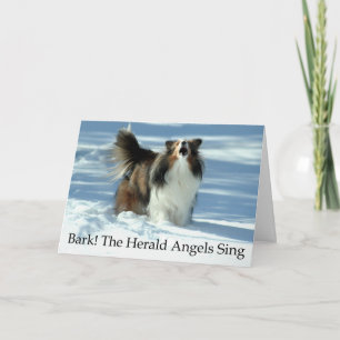 Cartão De Festividades Funny Sheltie Christmas Card