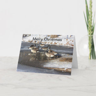 Cartão De Festividades Gansos Esperando