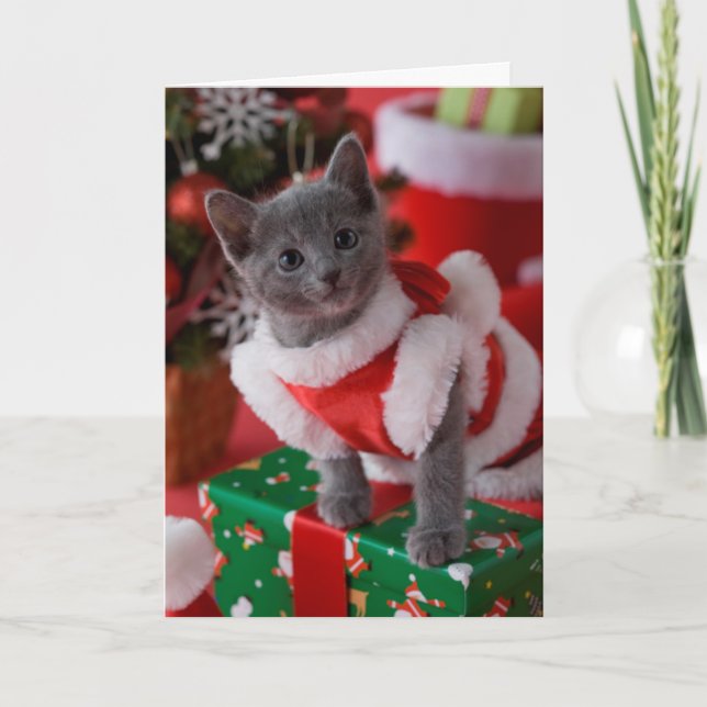 Cartão De Festividades Gatinho azul do russo e Natal 2 (Frente)