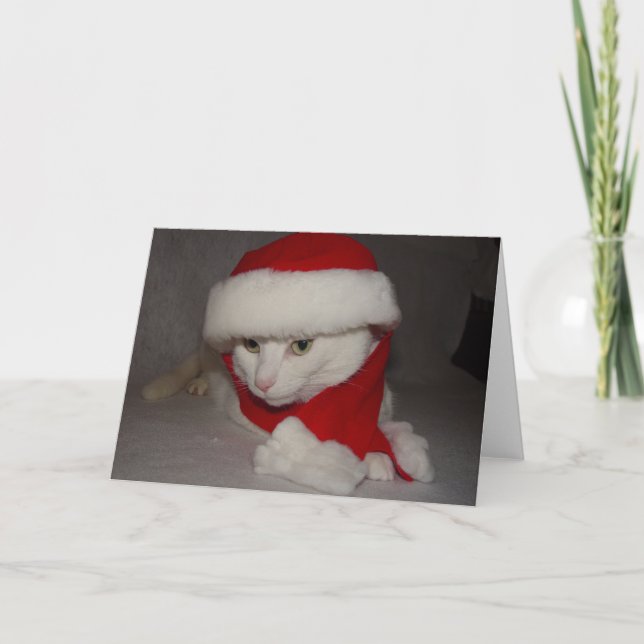 Cartão De Festividades Gatinho de Natal (Frente)