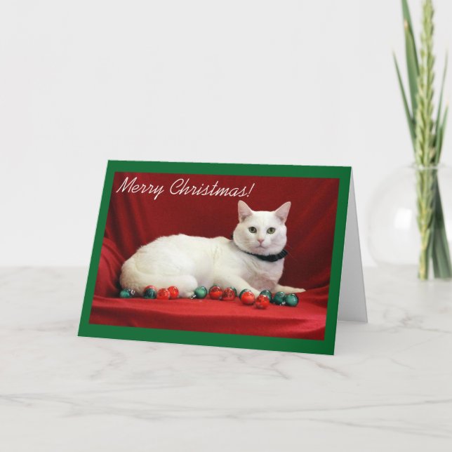 Cartão De Festividades Gato branco no fundo vermelho (Frente)