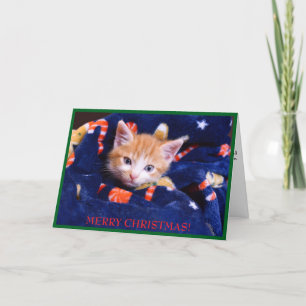 Cartão De Festividades Gato com Cobertor Azul Feliz Natal Gatinho Laranja