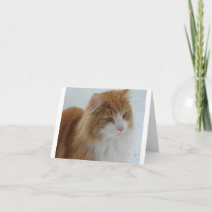 Cartão De Festividades Gato_da_Floresta_Norueguesa