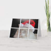 Gato de Aragdolas de Natal na Janela