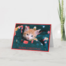 Cartão De Festividades Gato de Cobertor Verde Feliz Natal Gatinho Laranja