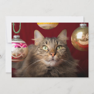 Cartão De Festividades Gato de Natal Maine Coon