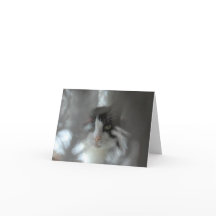 Gato do smoking através dos ramos