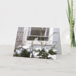 Cartão De Festividades Gato em preto bonito & no branco do Natal da