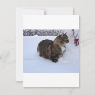 Cartão De Festividades gato floresta norueguesa na neve