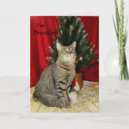 Cartão De Festividades Gato, Gatinho, Natal, Resgate, Foto