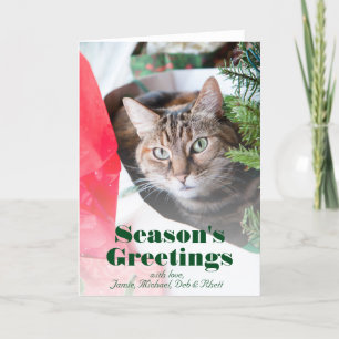 Cartão De Festividades Gato-gato-do-mato-feminino com olhos azuis a brilh