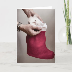 Cartão De Festividades Gato irritado