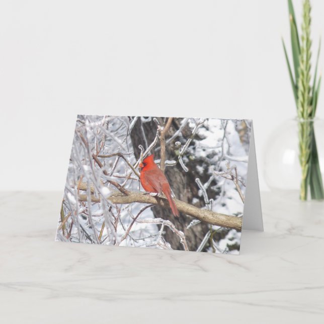 Cartão De Festividades 'Gelo cardinal de n (Frente)