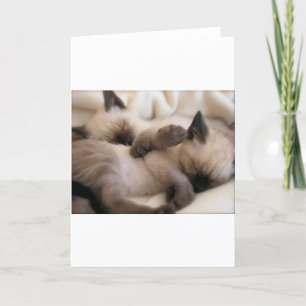 Cartão De Festividades Gêmeos Acariciam Gato Filhote Siamês Fofo