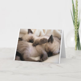 Cartão De Festividades Gêmeos Gatos Pet Gato Gato Gato Siamês