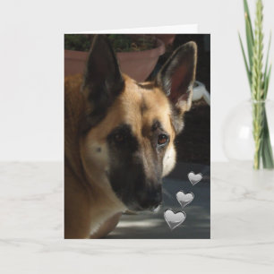 Cartão De Festividades german shepherd Continua girando meu Namorados